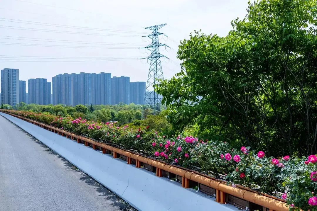 1689121947300198.jpg 花箱